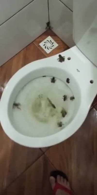 Toadliet