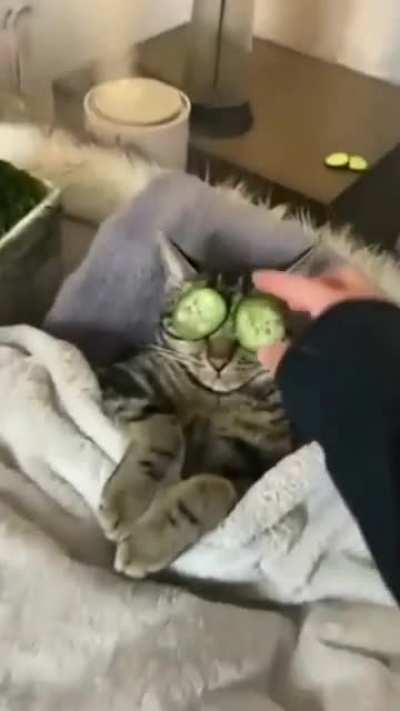 Deixa o gato sua chata