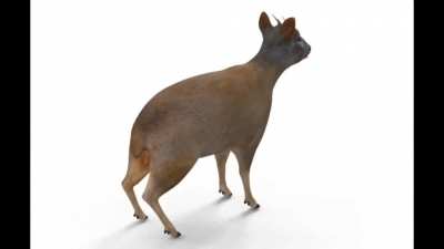 360 degrees Chilean Pud&uacute;