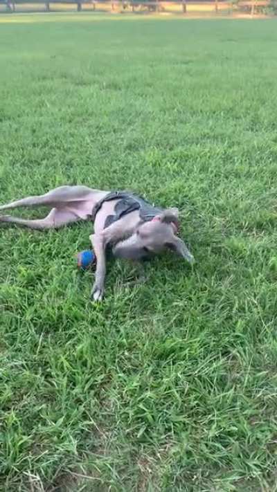 Ahhhh, grass&hellip; wait, ball! Ooooo, grass&hellip; oh, a ball!!!!!