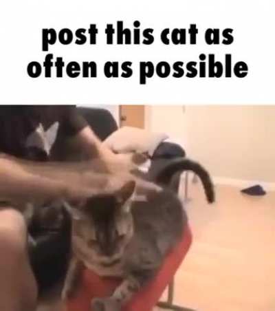 Cat👍