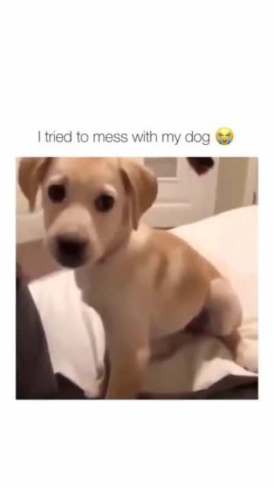 doggo