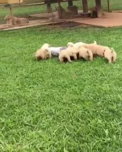 Pack attack.