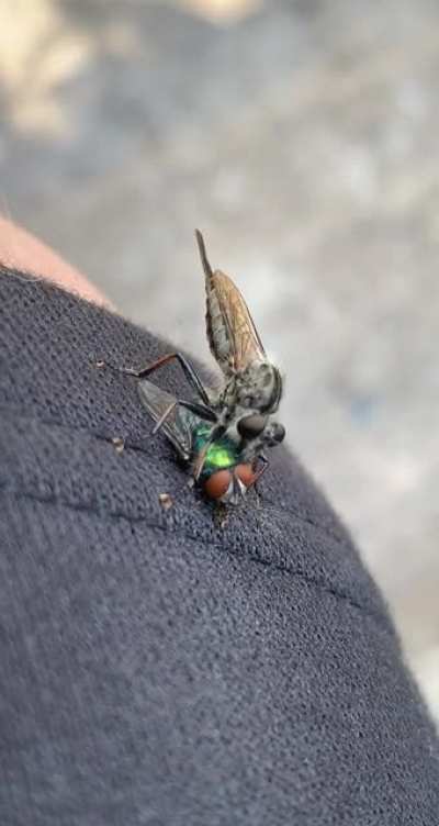 What’s the bug on top?
