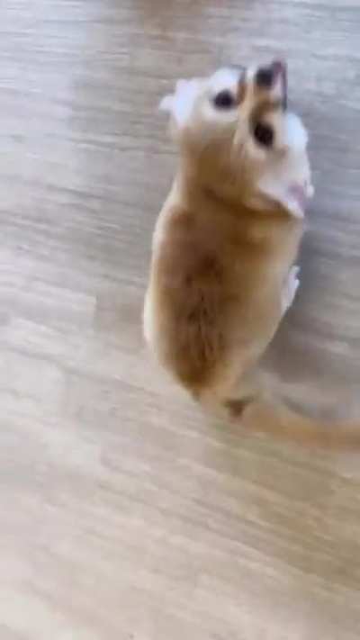 Zoom zoom