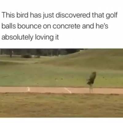 Golf bird