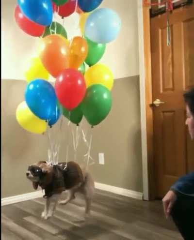 Prueba 32, suspensi&oacute;n canina 