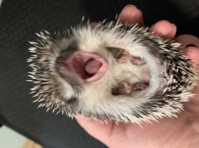 Big yawn