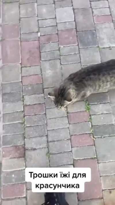 Heartwarming clips of a Ukrainian soldier taking care of a cat and dog.
