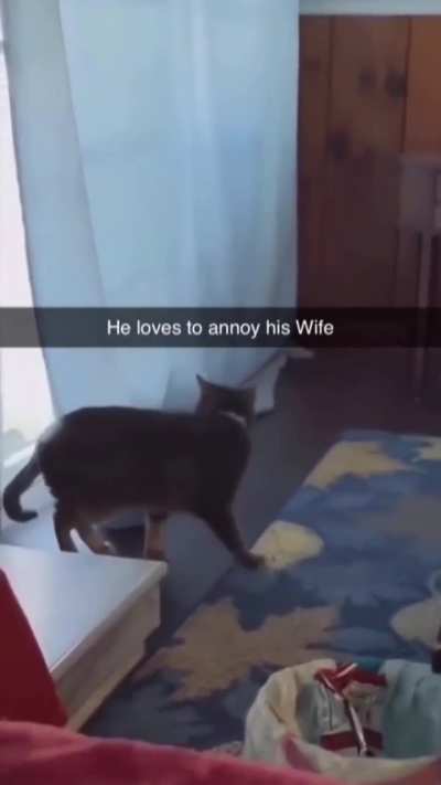 Universal husband behaviour