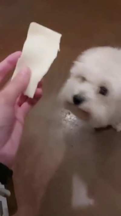 Perrito :D