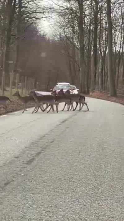 When you build fences on forest road..