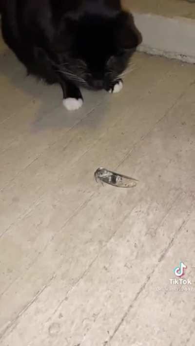 Cicadas are cruel [not my video, thought it belonged here]