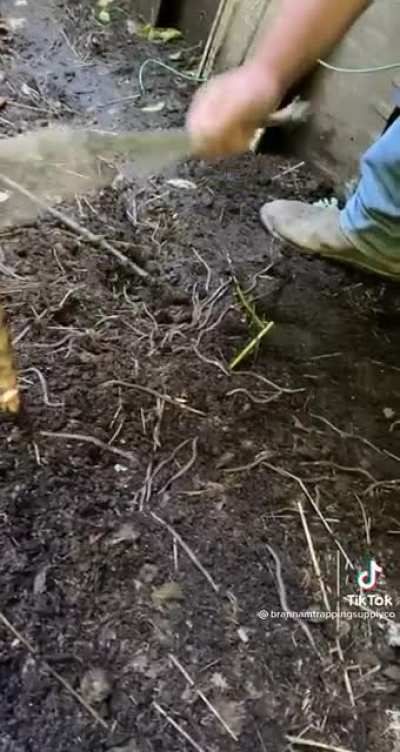Worm grunting