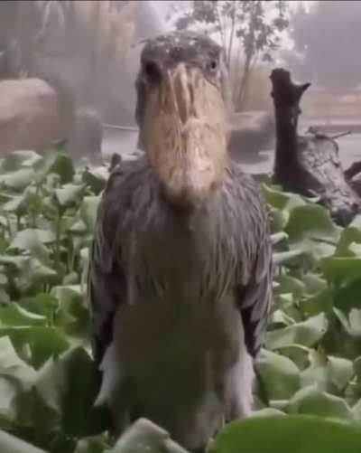 '_'