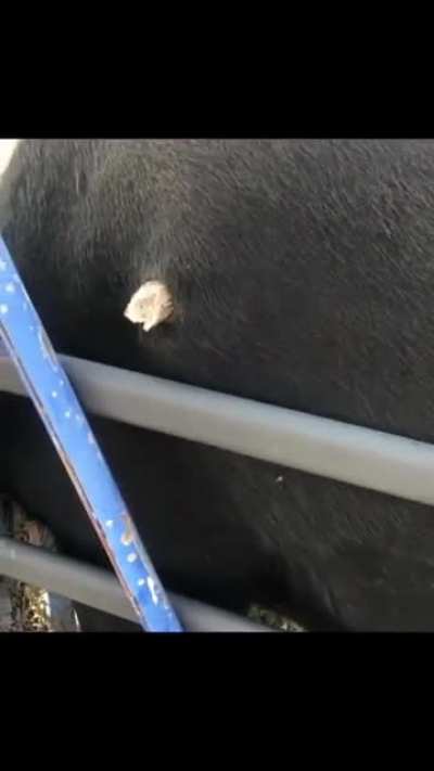 What is that stuck on your side?