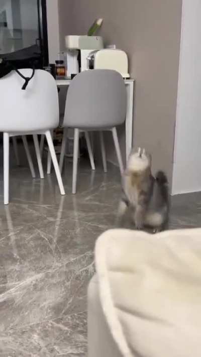 Pogo wunkus
