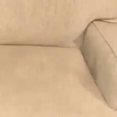 gato