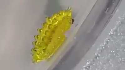 🔥 Slug Moth Larvae - The forbidden gummy