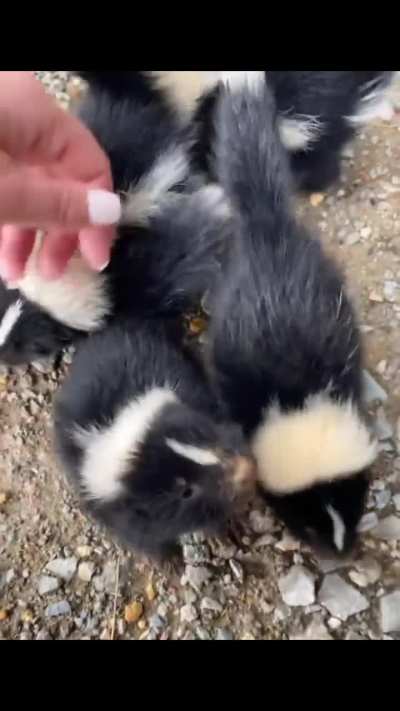 Here&rsquo;s an update for baby skunks 🦨