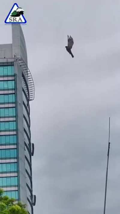 Bird stuck in the sky near Kuala Lumpur