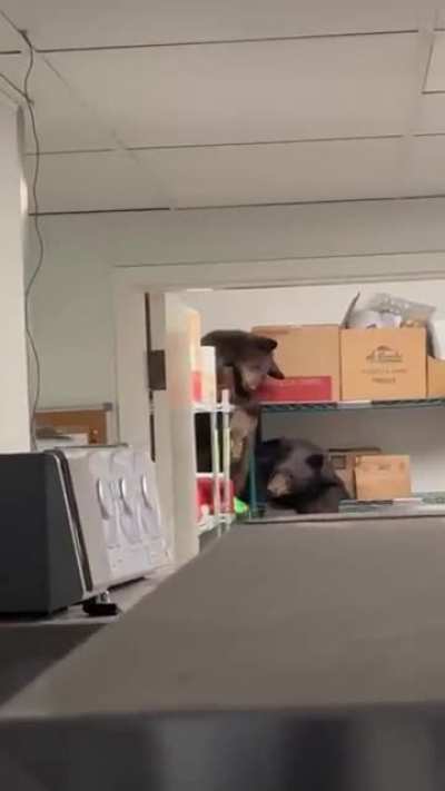 Here&rsquo;s the video of the bears from our overnight security.
