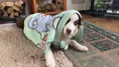 Kyro has mastered his &ldquo;time for bed&rdquo; trick!