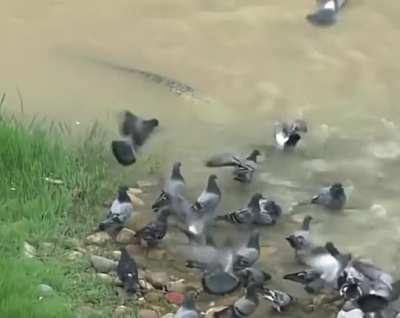 Catfish hunting pigeons