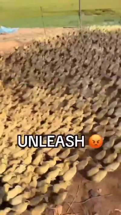 fr