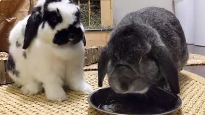 Eating sticky stuff. The black and white one gets it all over her face