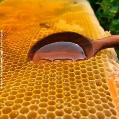 Honey!