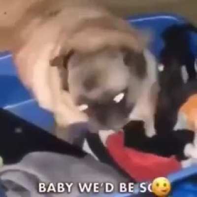 Pugs are so cute