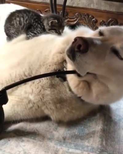This Little Guys New Bed