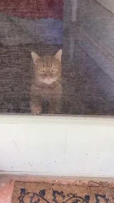 Just a gentle &ldquo;LET ME THE F*CK OUTSIDE&rdquo; from 10lbs of pure ginger rage