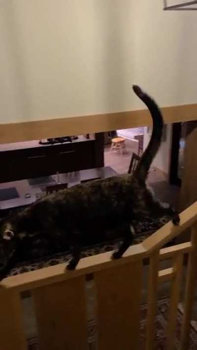 Mika walking the banister