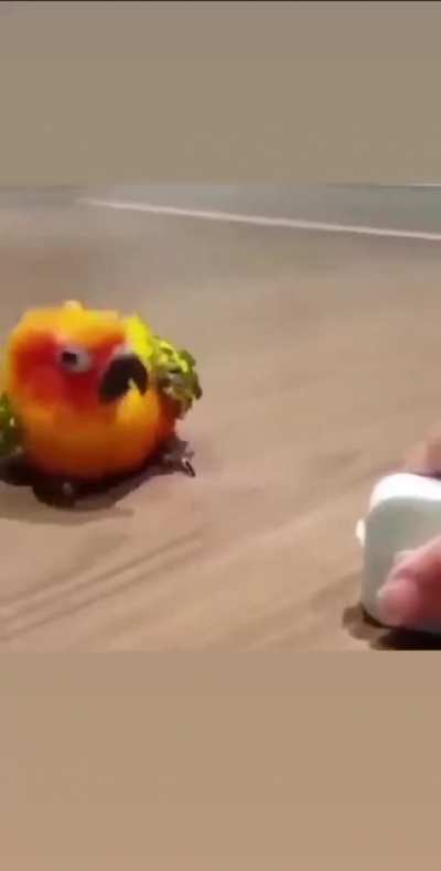 〜(꒪꒳꒪)〜