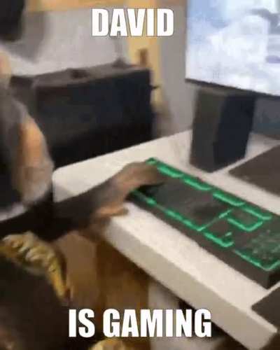 Maau is gaming