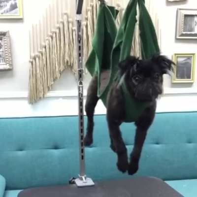 Innocent dogs humiliated for sport.