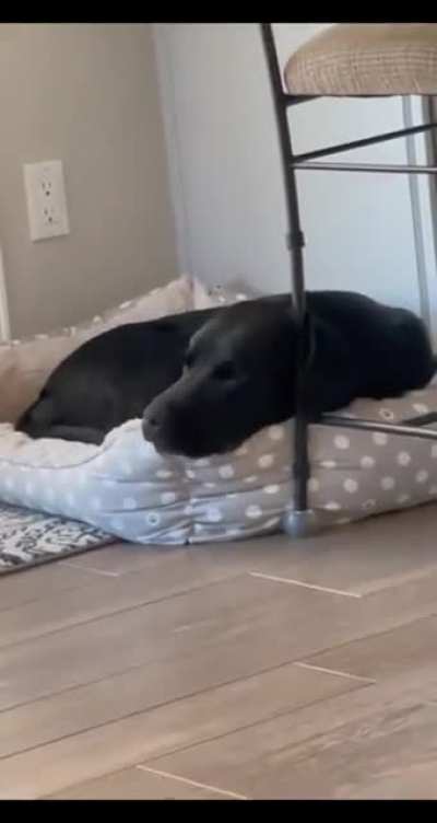 Dogs are so amazing