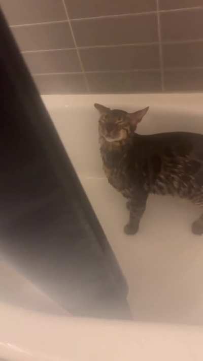My boy Tucker INSISTS on full showers with me about once a week.
