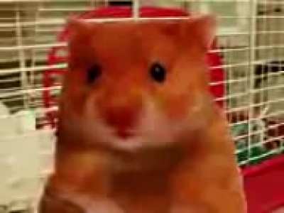 Harry the Hamster