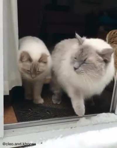 Indecisive floofs experience snow for the first time