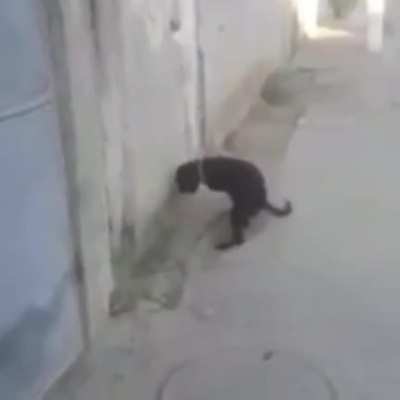 cursed_smart dog