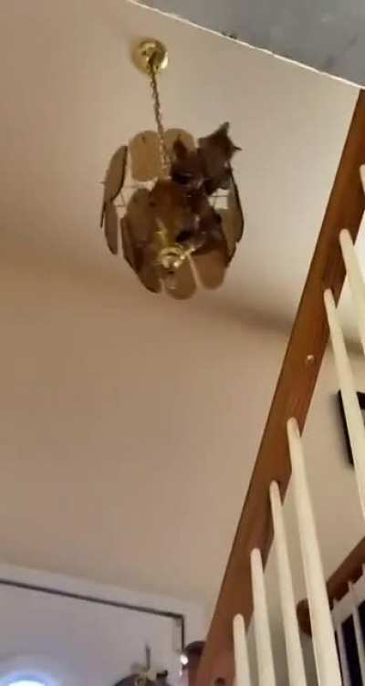 when cat owners say we are owned by our cats, we're really not kidding.