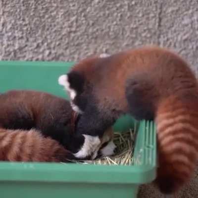 " Get up and play with me " -Red panda &amp;lt;3 &amp;lt;3 how cute