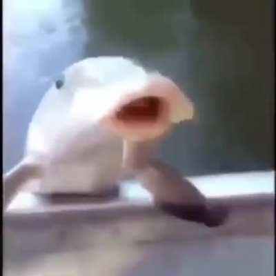 fis