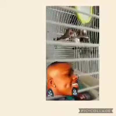 bird