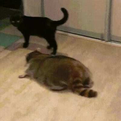 Кродётся