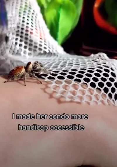 She helps an old spider to be happy for the remaining of its life