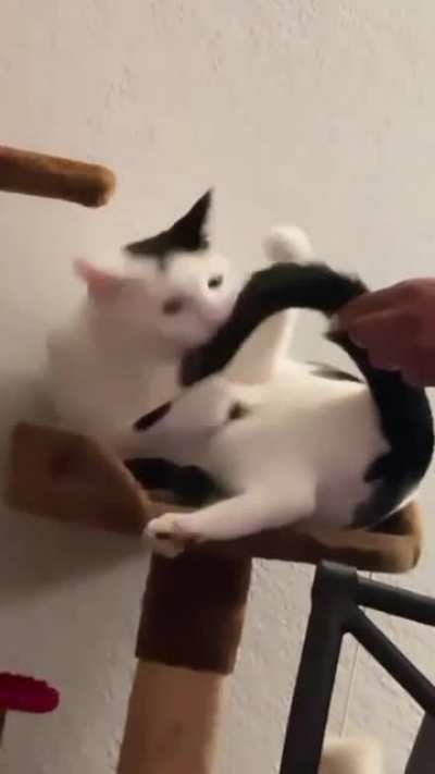 My friend's cat being a complete derp